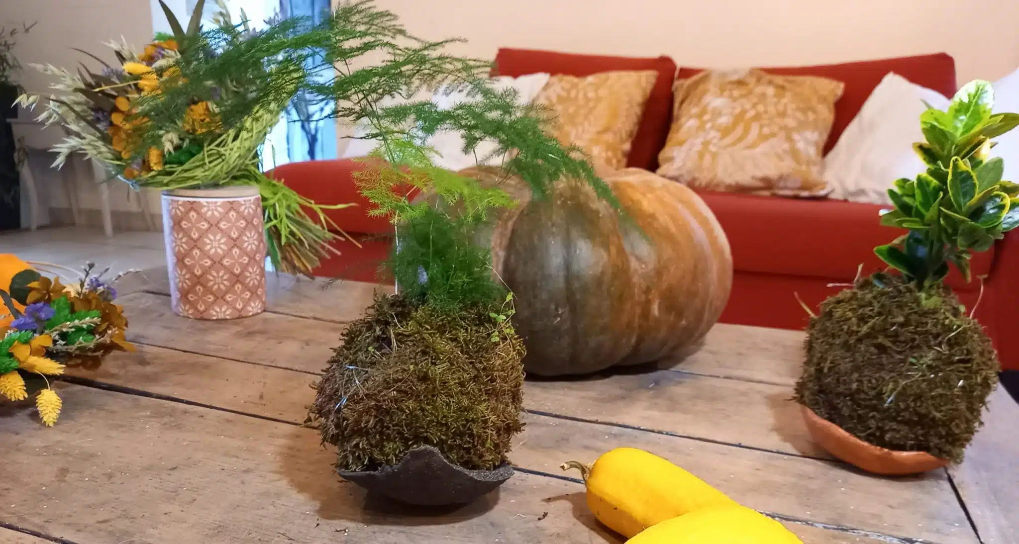 Kokedama Asparagus plumosus – Image 4