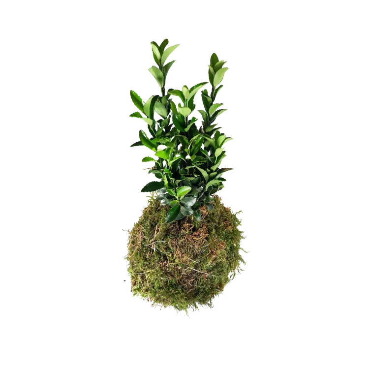 Ma box fleurie - Bouquet de fleurs - Kokedama Eunonymus japonicus - Laurence Lacombe Fleuriste - Aveyron - livraison fleurs